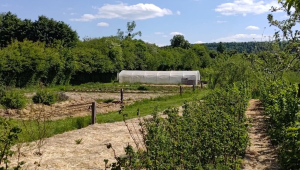 Culture et transformation artisanale des plantes médicinales en Gaume